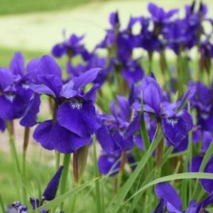 💜Siberian Iris Caesars Brother 15 plants  for $15